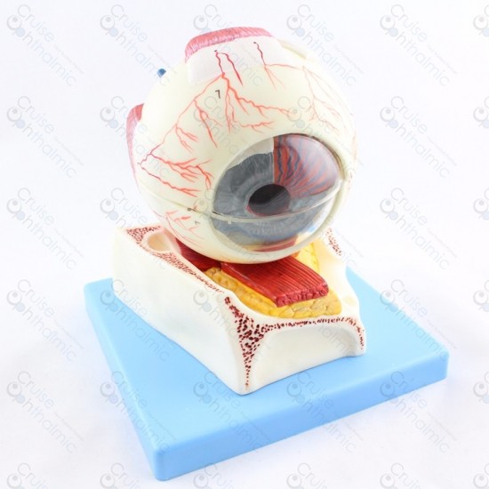 Eyeball anatomy 5x Stand gd103
